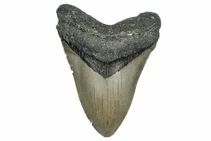 Serrated, Fossil Megalodon Tooth - North Carolina #345681